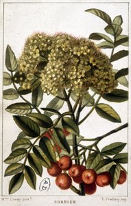Fjellaske - botanisk bord av Unknown artist