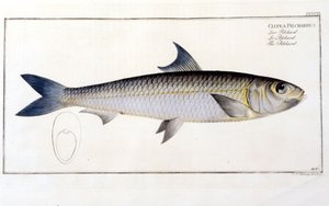 Naturhistorisk plate: Pilchard etter Blochs "Ichtiology". Gravering av 1800-tallet. av Unknown artist