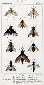 Naturhistorisk styre. Entomologi. Dipteres familie. Aploceres: 1. Rhagion bøk; 2. Plebeien bion; 3. Jernholdig Sic; 4 Miltbrann morio; 5. Hypoleon 63 linjer; 6. Stratyome kameleon; 7; Cyrte acephal; 8. Mydas i tråd; 9. Utiginous nemotele; 10. clavicorn ce av Unknown artist