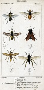 Naturhistorisk styre. Entomologi. Dipteres familie. Sklerostome: 6. Grå stomox; 7. Nebb rhingia; 8. Blindende Chrysopside; 8a. profil hodet; 9. Taon negre; 9a. leder av profil; 10. Crabroniforme asyl; 10a. leder av profil; 11. Emboid hårete ben; n.a. av Unknown artist