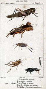 Naturhistorisk styre. Entomologi. Familie av ortoptere. Grylloides: 4. Emigrerende gresshoppe; 5. Grasshopper to poeng; 6. Gryllon fra kjøkkenene; 7. Gryllon mol buljong; 8. Tridactyl paradoks; 8a. inferior tarsus. av Unknown artist