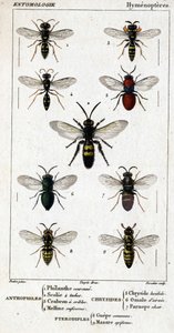 Naturhistorisk styre. Entomologi. Hymenopteres-familien. Antofile: 1. Filanth-krone; 2. Scoile 4 flekker; 3. Screening crabron; 4 Melline ruficorne. Chryside: 5. Klar Chryside; 6. Hjerne Omalum; 7. Parnope-kjøtt. Pterodiples: 8. fellesareal; 9. Masar av Unknown artist
