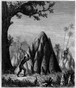 Reir av den "krigslige termitten" og "trærnes termitt"" i Afrika. Gravering i "" La Nature: revue des sciences et de leurs applications aux arts et a l