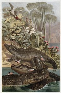 Nilkrokodillen - Nilkrokodillen (Crocodylus niloticus) - gravering fra "" Brehms dyreliv"" av Alfred Edmund Brehm (1829-1884) av Unknown artist