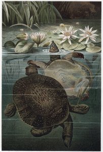 Nile Softshell Turtle - Den afrikanske softshell skilpadden eller Nile softshell skilpadden (Trionyx triunguis) - gravering fra "" Brehm