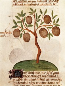 Muskat, Beskrivelse av medisinplanter og hvordan de tilberedes. Side fra manuskriptet "Treatise on herbs" (Tractatus de herbis) av Pedanius Dioscorides av Unknown artist
