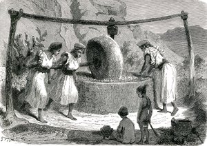 Olivenkvern i Algerie 1885 av Unknown artist