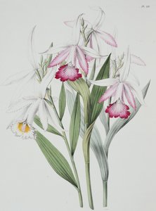 Orkidé: Sobralia liliastrum fra quot;Sertum Orchidaceumquot; av Unknown Artist