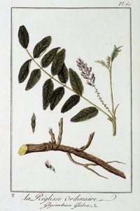 Ordinary liquisse (Glycyrrhiza glabra) - i "Exercices in botany for the use of traders", redigert av J.C. Philibert, Imprimerie de Crapelet, Paris av Unknown artist