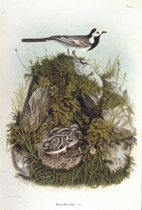 Ornitologi: en grå bergeronnet (motacilla alba) nær reiret til ungene. 1800-tallets zoologistyre av Unknown artist