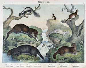 Oter, ildere, vesle... - i "Natural histories of pattedyr", red. Schreiber av Unknown artist