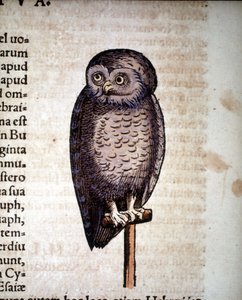 Ugle - fra Dyrenes historie av Konrad Gesner, Tiguri av Unknown artist