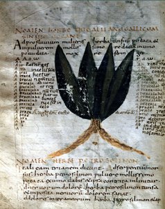 Side av manuskriptet til Apulee (Lucius Apuleius) (ca. 125-ca. 180), "På urtenes styrke", 8. eller 9. århundre. Lucca, regjeringsbiblioteket. av Unknown artist