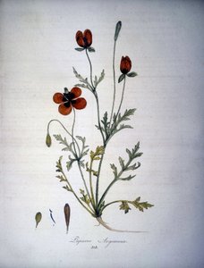 Papaver Argemone (Blomst og plante av valmue Argemone). Herbarium fra 1800-tallet. av Unknown artist