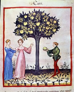 Plukkende cedrat, frukt av cedratier. Belysning fra melking av medisin og diett "" Tacuinum sanitatis"" av Unknown artist