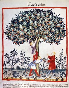 Plukke kirsebær. Belysning fra melking av medisin og diett "" Tacuinum sanitatis"" av Unknown artist