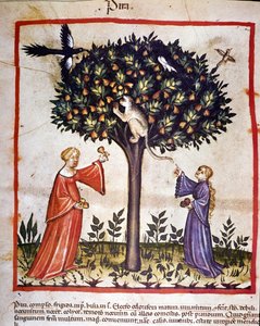 Plukker pærer. Belysning fra melking av medisin og diett "" Tacuinum sanitatis"" av Unknown artist