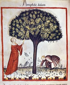 Plukke søte mandler. Belysning fra melking av medisin og diett "" Tacuinum sanitatis"" av Unknown artist