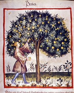 Plukker fisket. Belysning fra melking av medisin og diett "" Tacuinum sanitatis"" av Unknown artist