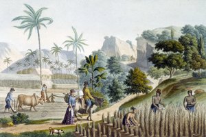 Pilling og planting av ris på Guam Island (Mikronesia) av Unknown artist