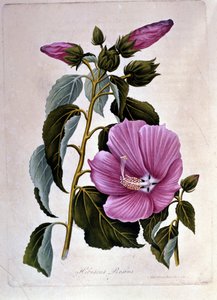 Rosa ibiscus. Botanisk styre. Gravering. av Unknown artist