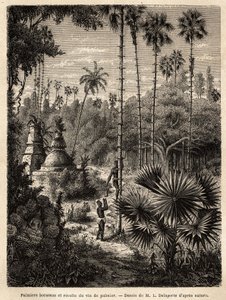 Planting av borassus-palmer i Laos og innsamling av palmevin, som er ingen ringere enn syven til det innsnittede treet, væsken samles i en bambus, og stammen forvandles til en ekte skala, ved hjelp av små rottingstriper, der tipsene til av Unknown artist