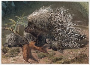 Pork epic a crete (porc-epic) - The crested porcupine (Hystrix cristata) - engraving from “” Brehm
