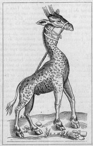 Portrett av en sjiraff. (Etter Pierre Belon av Unknown artist