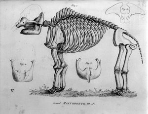 Forhistorie: Mastodont-skjelett, fossile pattedyr (Mas gigantium). Paleontologistyre på 1800-tallet. av Unknown artist
