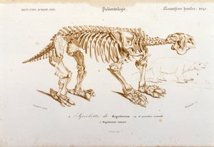 Forhistorie: skjelett av megatherium (terrestrisk lat av elefantfamilien) fossilt pattedyr. Plate med paleontologi hentet fra "Dictionnaire universel d