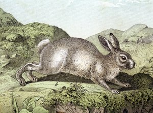 Kanin - i "Natural History of Pattedyr", red. Schreiber av Unknown artist