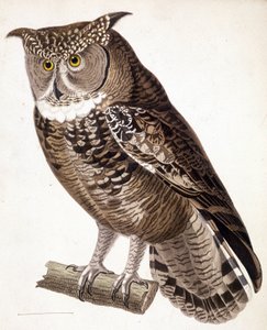 Raptor: Afrikansk ugle. 1800-talls gravering av Unknown artist