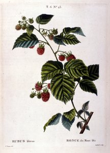 Bringebær og frukt: botanisk bord fra 1800-tallet. av Unknown artist