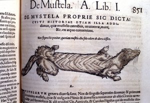 Representasjon av en mustella (familie av mustelids) relatert til veslen - i Historia Animalium av Conrad Gesner (1516 - 1565), Tiguri av Unknown artist