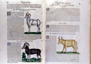 Representasjon av sauer, bøfler... - i History of Animals av Conrad Gesner (1516 - 1565), Tiguri av Unknown artist