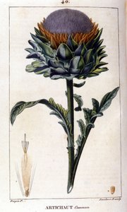 Representasjon av vanlig artisjokk. Botanisk bord. 1800-tallet. av Unknown artist