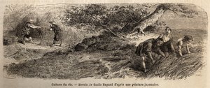 Risdyrking: høstes i oktober, stilkene gjenforenes i støvler. Gravering for å illustrere reisen til Japan i 1863-1864, av Aime Humbert, minister for det sveitsiske konføderasjonen, i "Le tour du monde, nouveau journal des voyages", utgitt under regi av Unknown artist