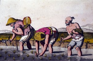 Risdyrking i Kina. 1800-tallstrykk. av Unknown artist
