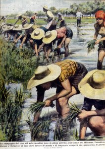 Gjenplanting av ris i nærheten av Milano i 1954. av Unknown artist