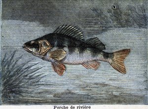 River perch. Engraving from 1897 av Unknown artist