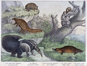 Gnagere: Tatou, lat, maur - i "" Natural histories of pattedyr", red. Schreiber av Unknown artist