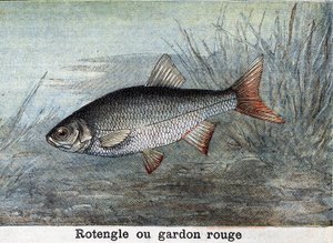 Rotengle or red roach Engraving from 1898 av Unknown artist