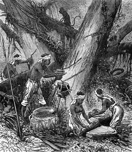 Gummihøsting i Malaysia-skogen (gravering av Unknown Artist