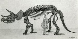 Skjelett av en Triceratops prorsus av Unknown artist