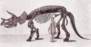 Skjelett av en Triceratops prorsus av Unknown artist