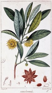 Stjerneanis - botanisk bord av Unknown artist