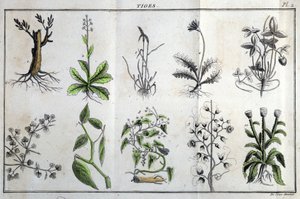 Stengler: i "" Flora Françoise, eller en kort beskrivelse av alle plantene som vokser naturlig i Frankrike, arrangert i henhold til en ny analysemetode som sitatet deres minst tvetydige dyder innen medisin og deres nytte i kunsten"" av J av Unknown artist