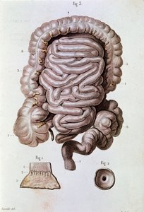 Studie av menneskelig tarm (tarm), tolvfingertarm og tynntarm (gravering av Unknown artist
