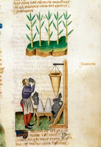 Sukkerrør- og sukkerkjeglehandler Beskrivelse av medisinplanter og hvordan de tilberedes. Manuskriptside “” Godbiter på urter”” (Tractatus de herbis) av Pedanius Dioscorides (Dioscorides) (40-90 e.Kr.) Lat.1152 av Unknown artist