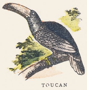 T: tukan av Unknown artist